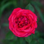 350 Enchanting Rose Captions for Instagram