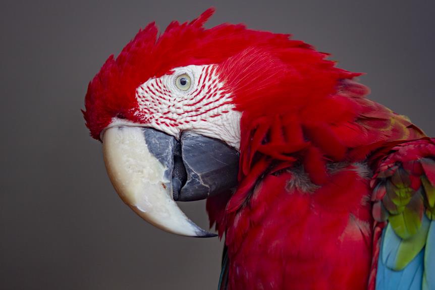 birds parrot vs parakeet