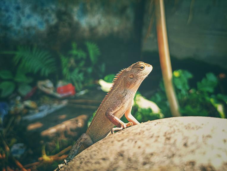chameleon vs garden lizard