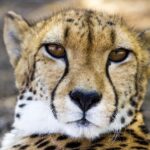 Major Differences Between Cheetah Leopard and Jaguar