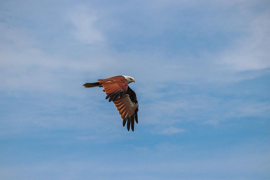 comparing kite hawk eagle