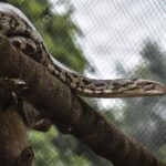 Comparison and Difference Between Python and Anaconda